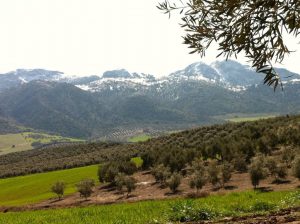 Olivos y sierra