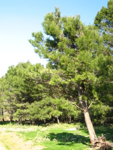 Una maravilla de la naturaleza en Málaga