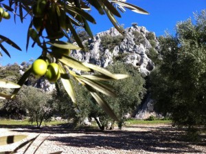 Campos de olivos con la sierra al fondo