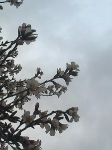 almendro en flor